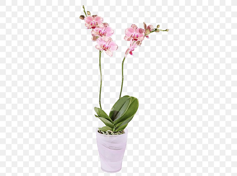 Flower Flowering Plant Plant Moth Orchid Pink, PNG, 500x611px, Flower, Cut Flowers, Flowering Plant, Flowerpot, Houseplant Download Free