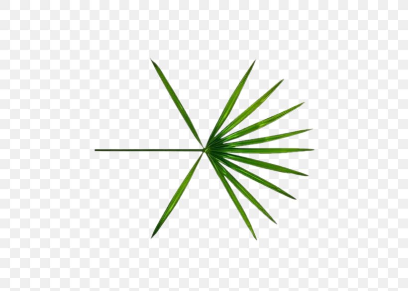 Ko Ko Bop EXO The War Logo SM Town, PNG, 597x586px, Ko Ko Bop, Baekhyun, Exo, Exodus, Grass Download Free