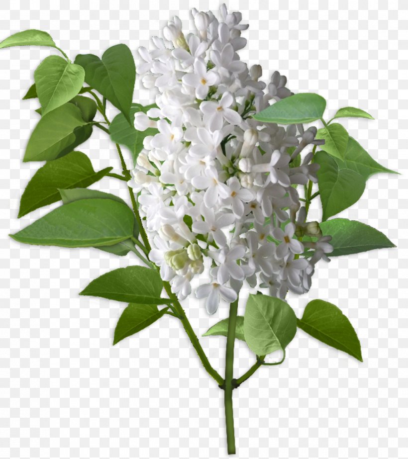 Lilac Cut Flowers Shrub Ярмарка Мастеров, PNG, 1057x1190px, Lilac, Author, Branch, Color, Cut Flowers Download Free