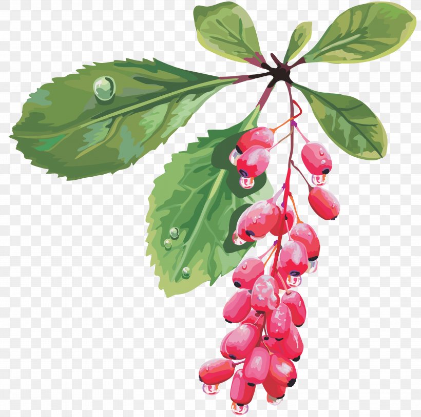 Barberry Fruit Cherry Red Mulberry, PNG, 6686x6638px, Berry, Barberry, Bilberry, Blackberry, Branch Download Free