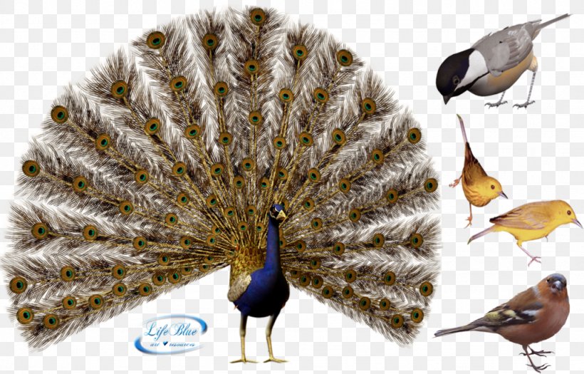 Bird Peafowl Illustration, PNG, 1024x656px, Bird, Beak, Deviantart, Fauna, Feather Download Free
