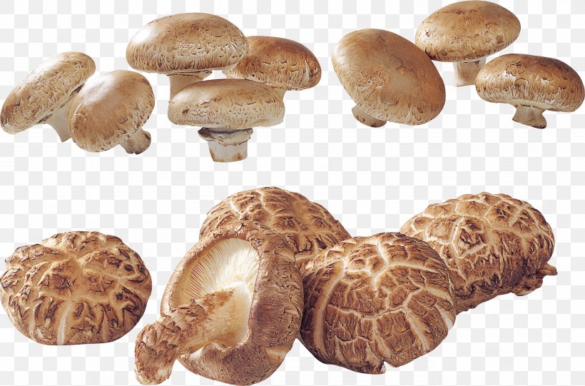 Edible Mushroom Matsutake Shiitake Agaricaceae, PNG, 2751x1817px, Edible Mushroom, Agaricaceae, Fungus, Ingredient, Matsutake Download Free