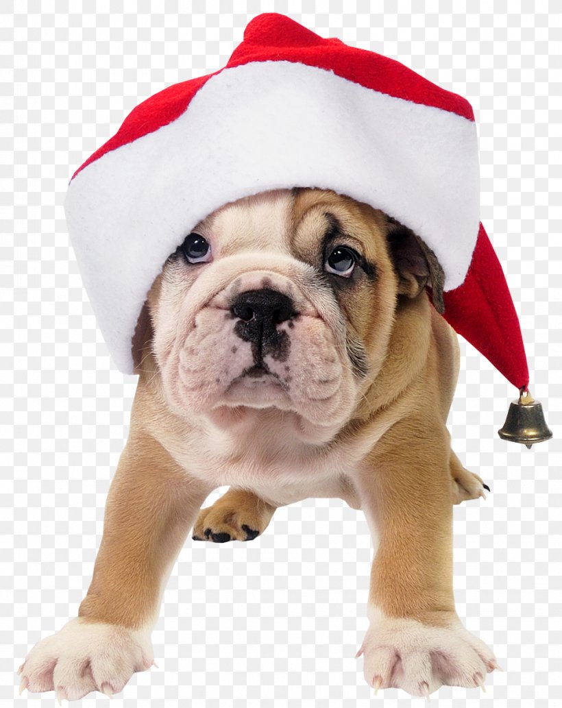 French Bulldog Toy Bulldog Old English Bulldog Santa Claus, PNG, 976x1230px, Bulldog, British Bulldogs, Carnivoran, Christmas, Christmas Card Download Free