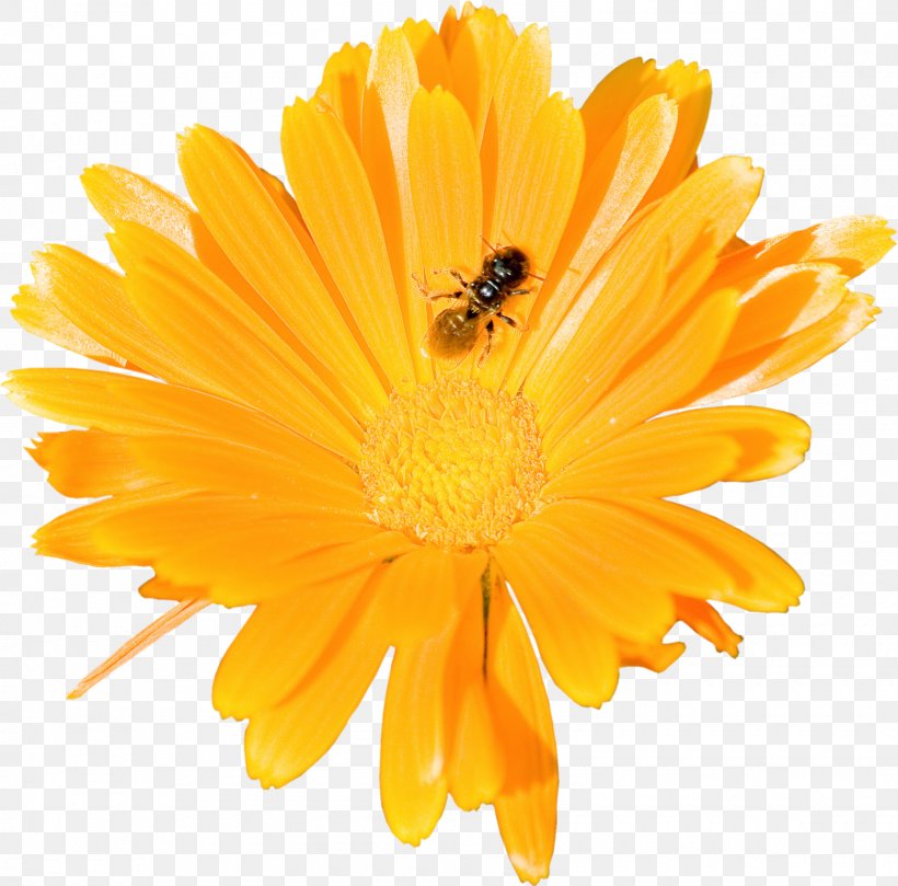 Mexican Marigold Flower Calendula Officinalis Clip Art, PNG, 1600x1579px, Mexican Marigold, Calendula, Calendula Officinalis, Cut Flowers, Daisy Family Download Free
