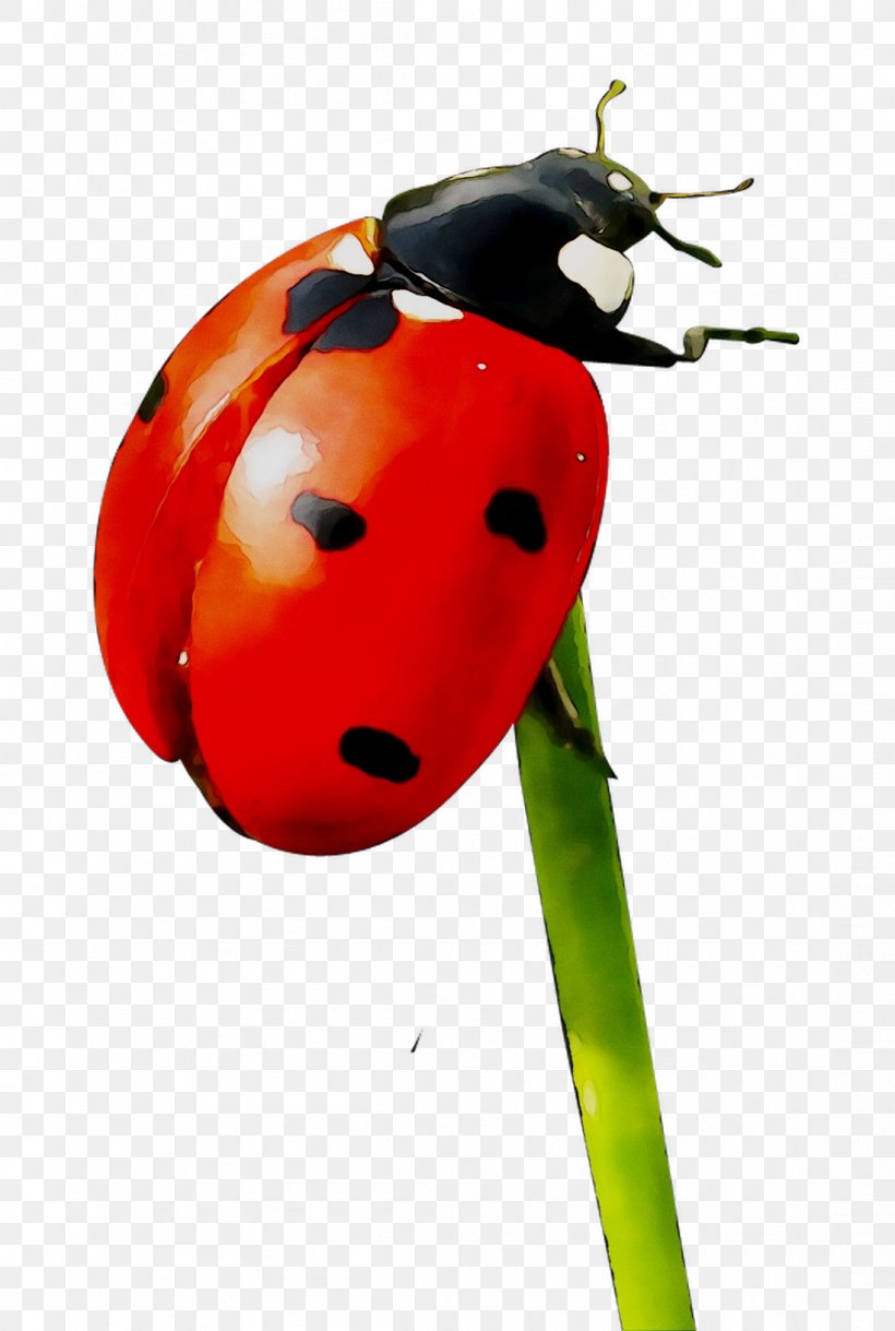 Painting Ladybird Beetle Art Museum Label Insect, PNG, 1098x1633px, Painting, Art, Arte, Arthropod, Beetle Download Free