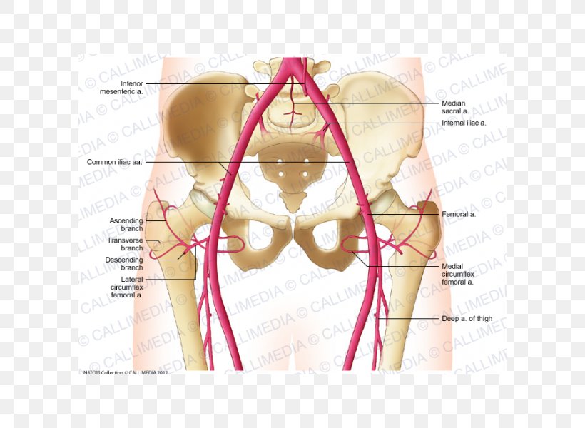 Common Iliac Artery Vein Pelvis Abdomen, PNG, 600x600px, Watercolor, Cartoon, Flower, Frame, Heart Download Free