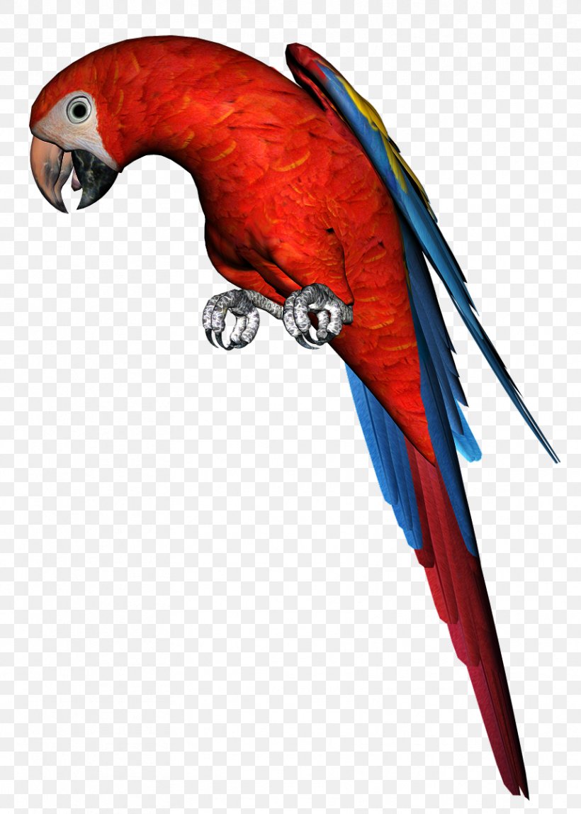 Macaw Bird Parrot Parakeet, PNG, 857x1200px, Macaw, Animal, Beak, Bird, Diary Download Free