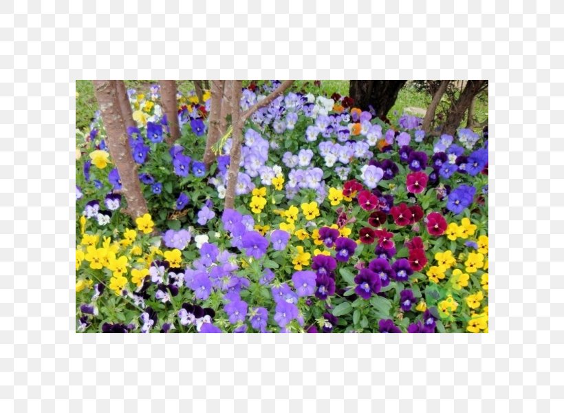 Pansy Love Flower Annual Plant Garden, PNG, 600x600px, Pansy, Annual Plant, Aubretia, Bellflower Family, Flora Download Free