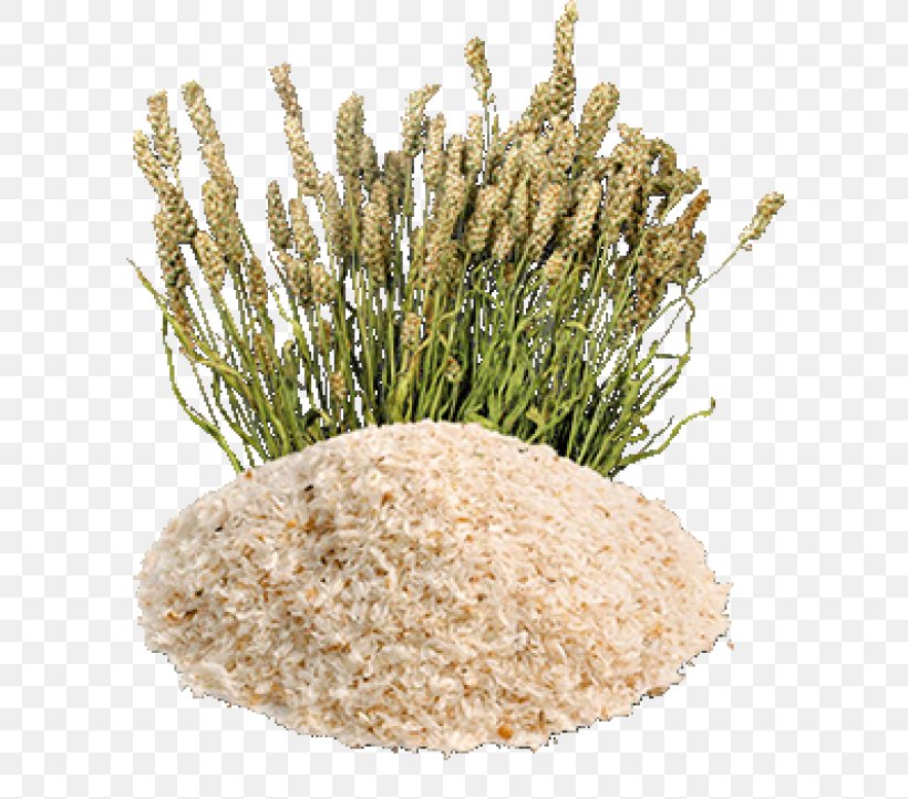 Plantago Ovata Psyllium Husk Dietary Fiber Seed, PNG, 600x722px, Plantago Ovata, Cereal, Cereal Germ, Chia Seed, Commodity Download Free