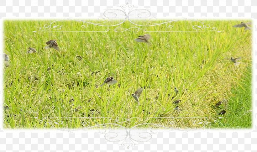 Vetiver Lawn Chrysopogon, PNG, 1041x616px, Vetiver, Chrysopogon, Chrysopogon Zizanioides, Crop, Grass Download Free