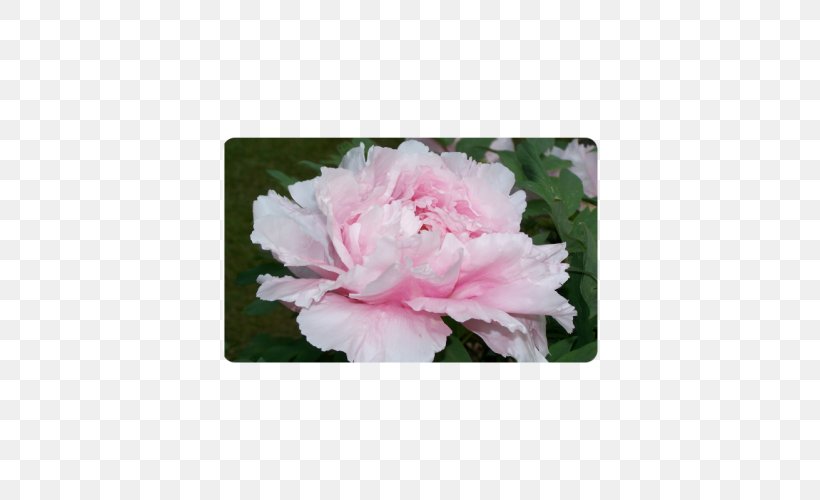 Centifolia Roses Rosaceae Cut Flowers Plant Shrub, PNG, 500x500px, Centifolia Roses, Azalea, Cut Flowers, Family, Flower Download Free
