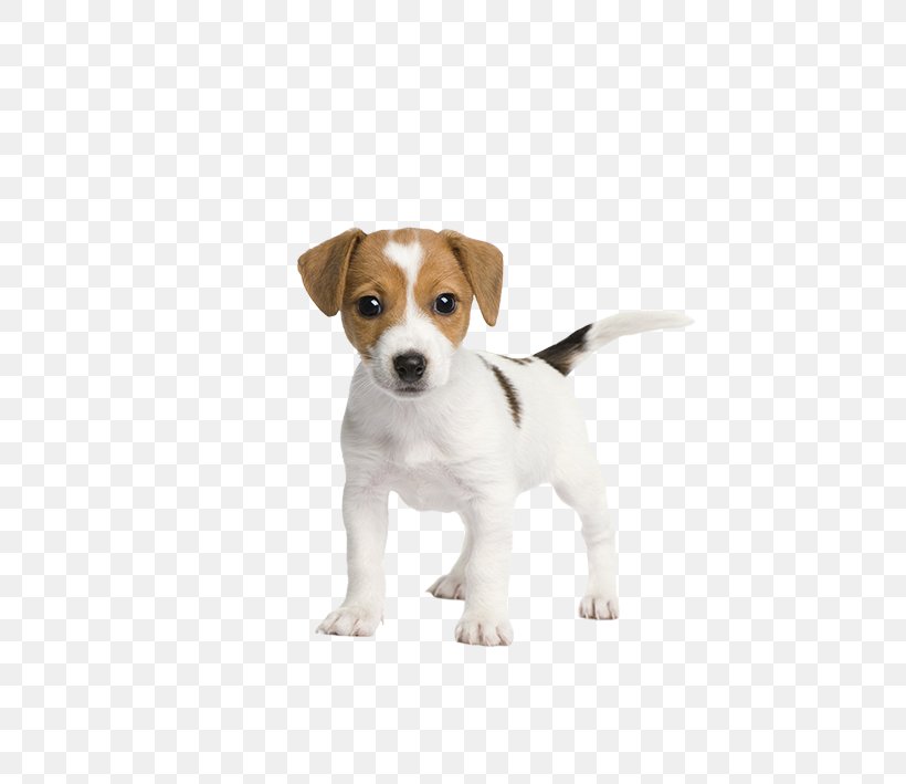Jack Russell Terrier Puppy Pet Sitting Cuteness, PNG, 709x709px, Jack Russell Terrier, American Foxhound, Beagle, Beagle Harrier, Boo Download Free