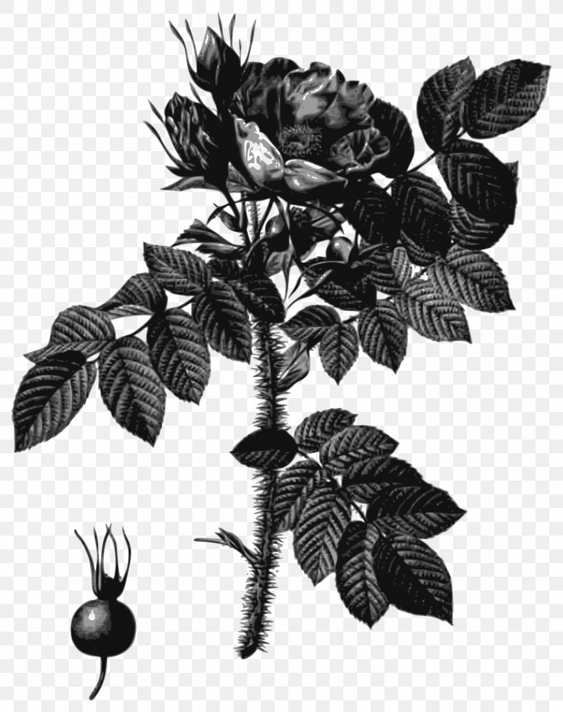 Les Roses Flowers Clip Art, PNG, 1896x2400px, Les Roses, Black And White, Botanical Illustration, Botany, Branch Download Free