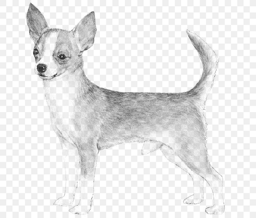 Chihuahua Basset Hound Smooth Collie Rat Terrier Miniature Pinscher, PNG, 700x700px, Chihuahua, American Kennel Club, Ancient Dog Breeds, Basset Hound, Black And White Download Free