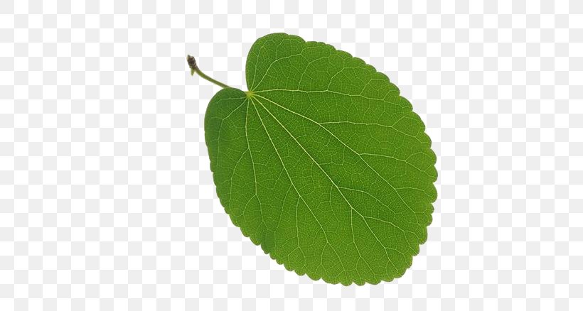 Leaf Tree Vascular Bundle Deciduous, PNG, 658x438px, Leaf, Autumn Leaf Color, Broadleaved Tree, Color, Crown Download Free