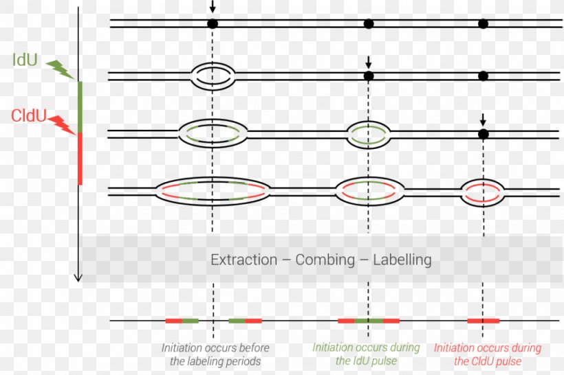 Line Point Angle, PNG, 1024x682px, Point, Area, Diagram, Parallel, Text Download Free