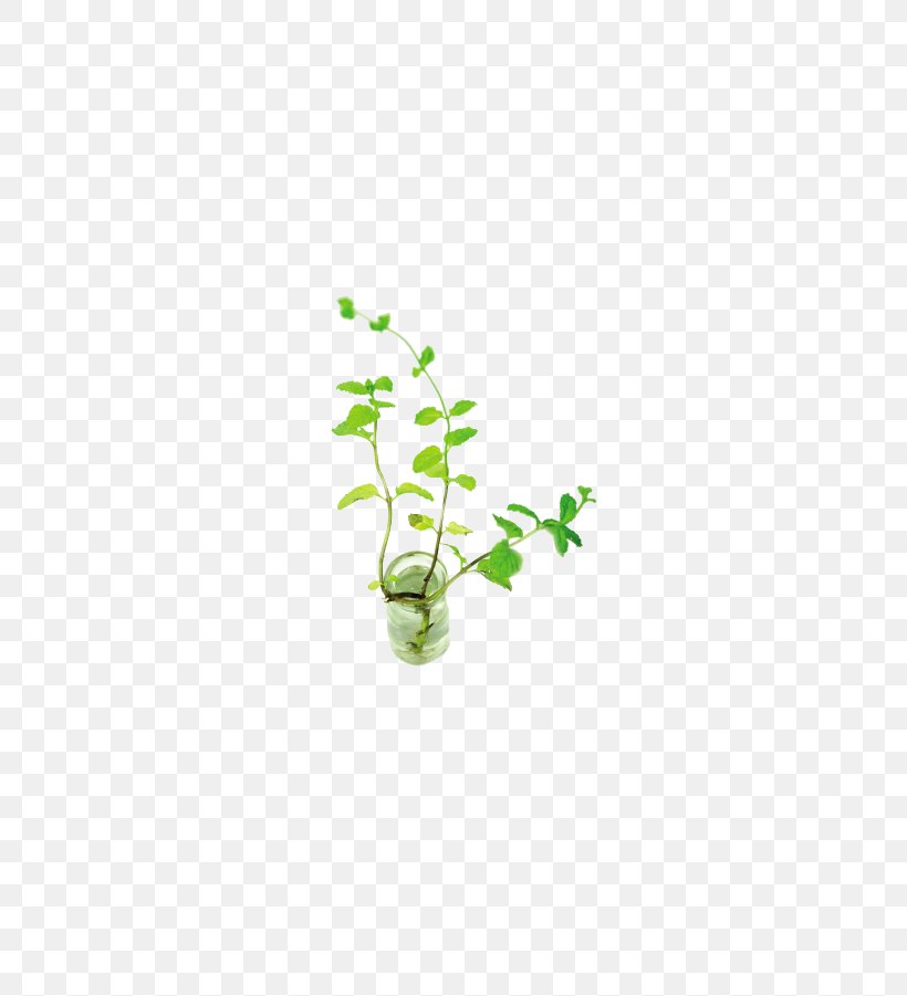 Mentha Spicata Download, PNG, 795x901px, Mint, Area, Computer Graphics, Grass, Green Download Free