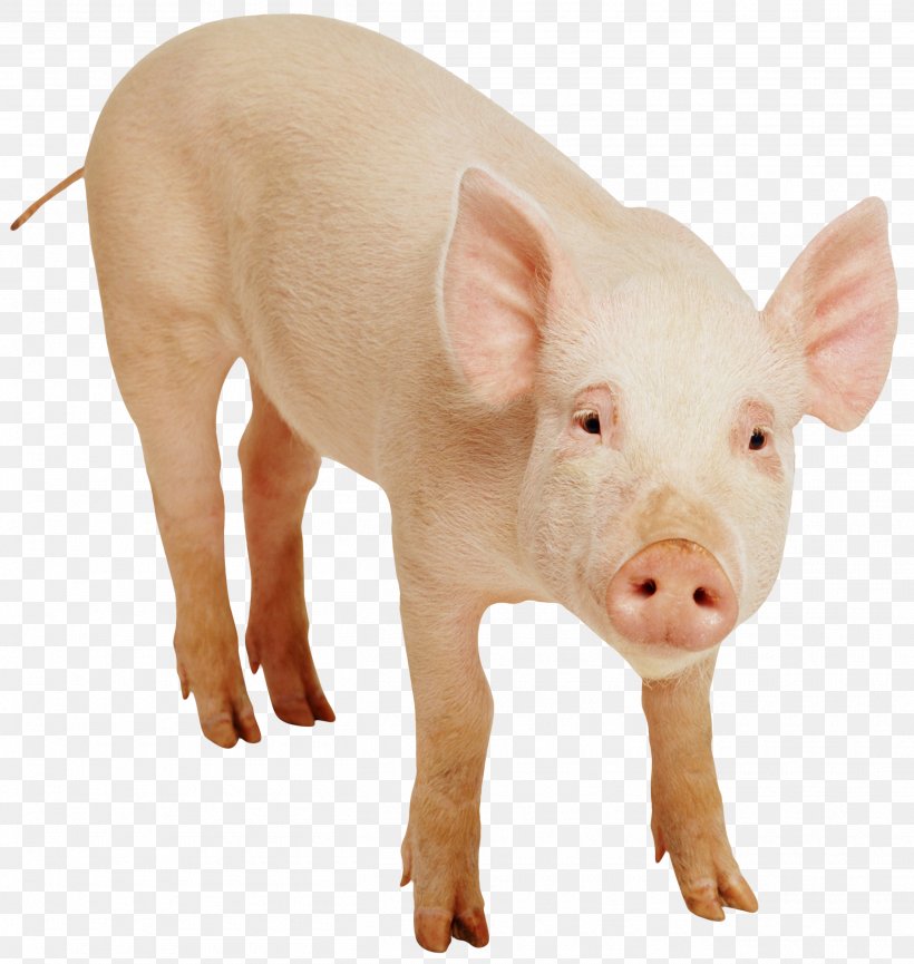 Miniature Pig Desktop Wallpaper Clip Art, PNG, 2615x2759px, Miniature Pig, Domestic Pig, Hogs And Pigs, Livestock, Photography Download Free