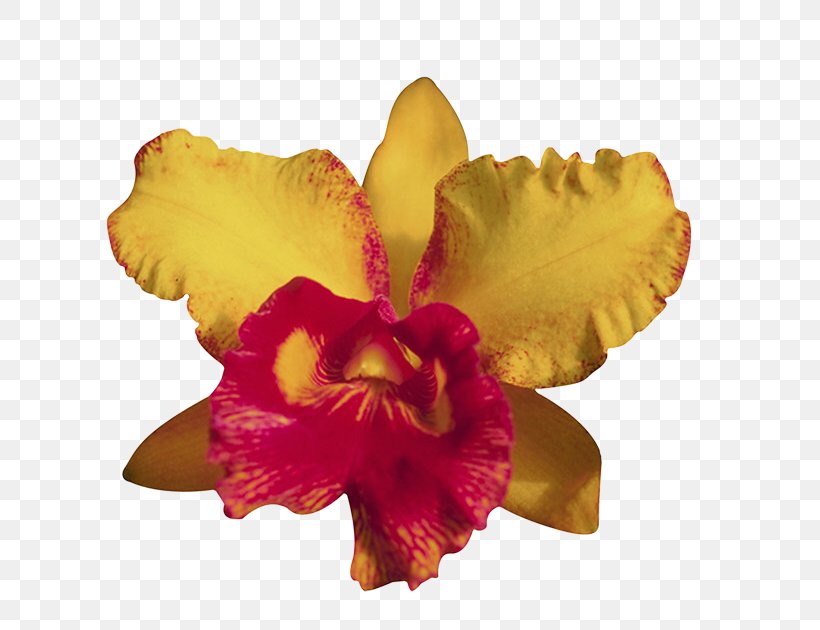 Moth Orchids Flower Cattleya Orchids Clip Art, PNG, 735x630px, Moth Orchids, Adhesive, Cattleya, Cattleya Orchids, Columbine Download Free