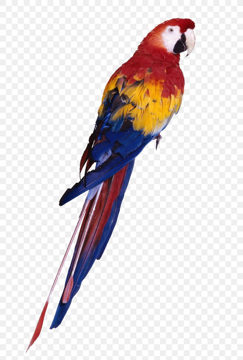 Parrot Bird Budgerigar Toy Cockatiel, PNG, 720x1213px, Parrot, Aviary, Beak, Bird, Birdcage Download Free