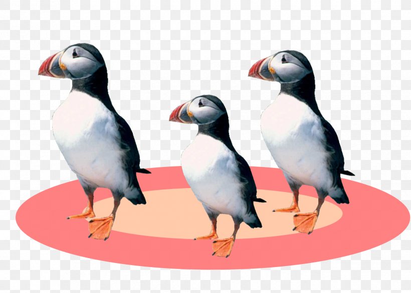 Puffin Penguin Goose Cygnini Duck, PNG, 1733x1239px, Puffin, Anatidae, Beak, Bird, Cygnini Download Free