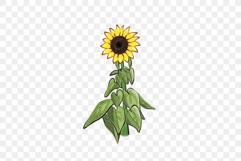 Sunflower, PNG, 1526x1024px, Watercolor, Cut Flowers, Daisy Family, Flower, Flowering Plant Download Free