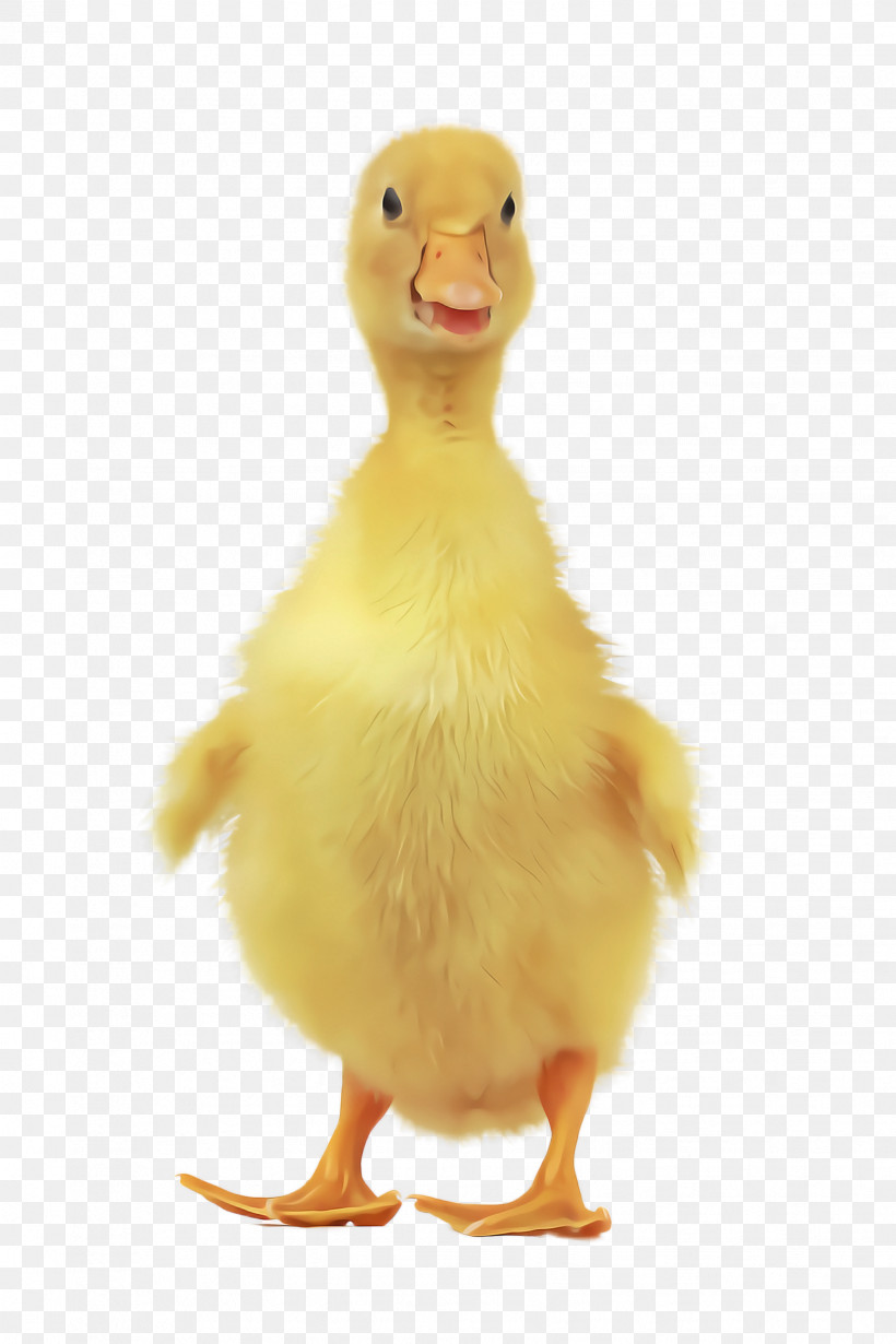 Bird Duck Ducks, Geese And Swans Water Bird Beak, PNG, 1632x2448px, Bird, Beak, Duck, Ducks Geese And Swans, Goose Download Free