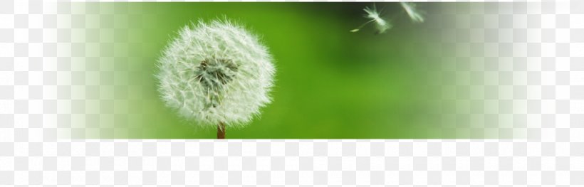 Close-up, PNG, 960x308px, Closeup, Grass, Grass Family, Stock Photography Download Free