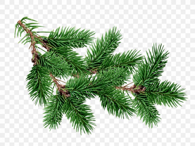 Blue Spruce Tree Fir Branch Pine, PNG, 1200x900px, Blue Spruce, Biome, Branch, Christmas Decoration, Christmas Ornament Download Free