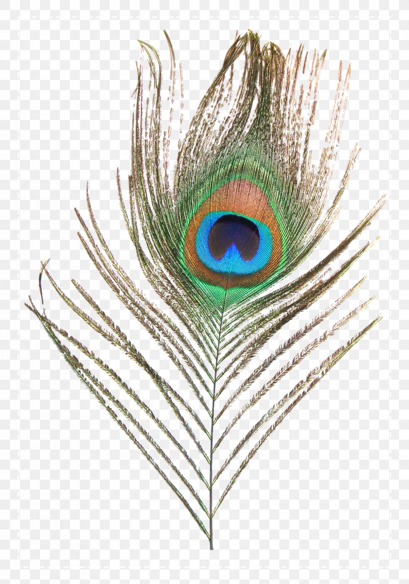 Feather Peafowl Clip Art, PNG, 1218x1737px, Feather, Asiatic Peafowl, Material, Peafowl, Raster Graphics Download Free