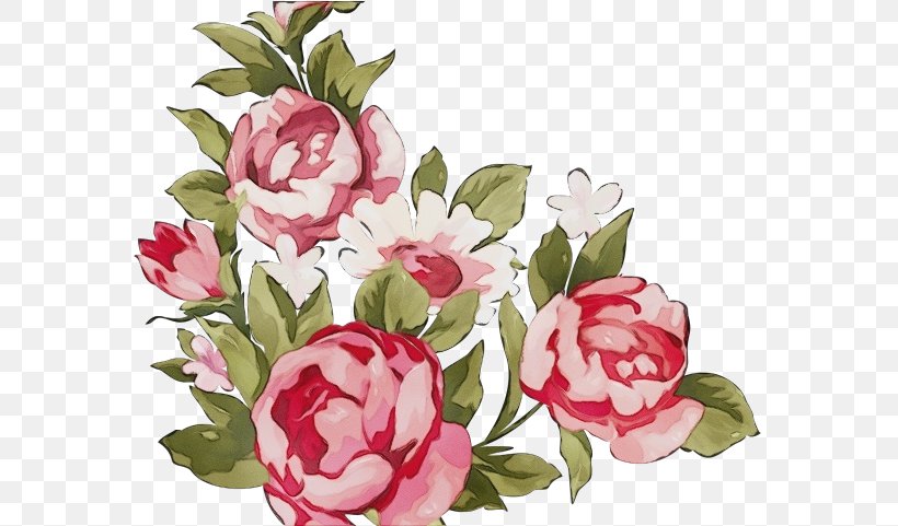 Flower Pink Rosa × Centifolia Plant Flowering Plant, PNG, 575x481px, Watercolor, Common Peony, Cut Flowers, Flower, Flowering Plant Download Free