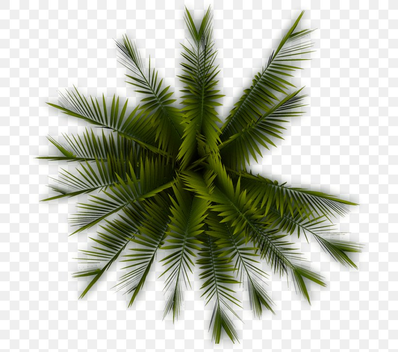 Tree Arecaceae Plant Clip Art, PNG, 700x726px, Tree, Areca Palm, Arecaceae, Arecales, Borassus Flabellifer Download Free