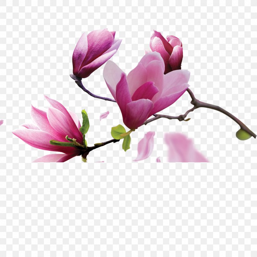 Canvas Oil Painting Magnolia, PNG, 1417x1417px, Canvas, Art, Blossom, Branch, Bud Download Free