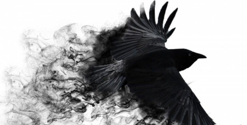 Common Raven Bird 4K Resolution Black And White Wallpaper, PNG, 863x439px, 4k Resolution, Common Raven, Beak, Bird, Bird Of Prey Download Free