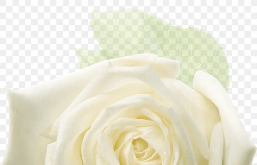 Garden Roses Floral Design Cut Flowers Flower Bouquet, PNG, 1539x990px, Garden Roses, Ceremony, Closeup, Cut Flowers, Floral Design Download Free