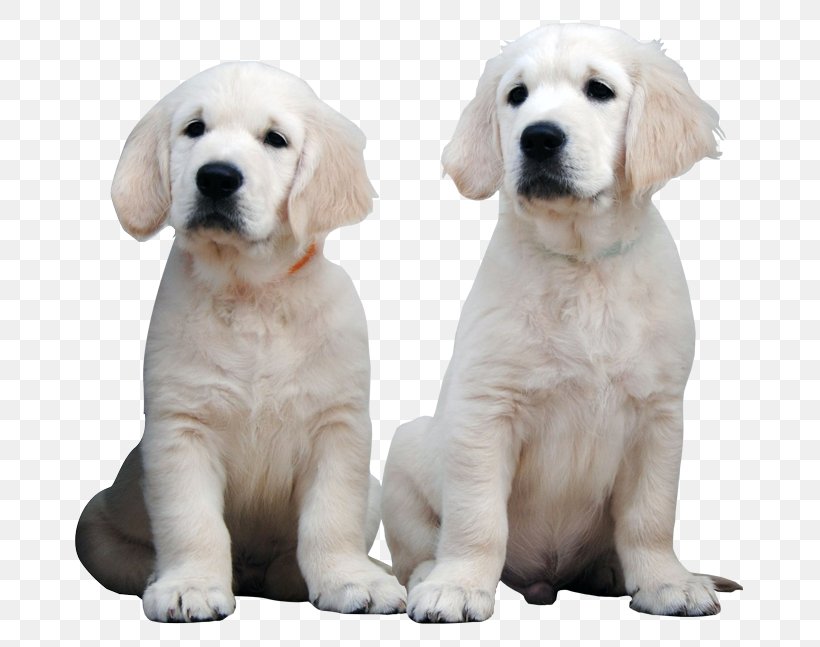 Golden Retriever Labrador Retriever Puppy Dog Breed Companion Dog, PNG, 690x647px, Golden Retriever, Breed, Breed Group Dog, Carnivoran, Companion Dog Download Free