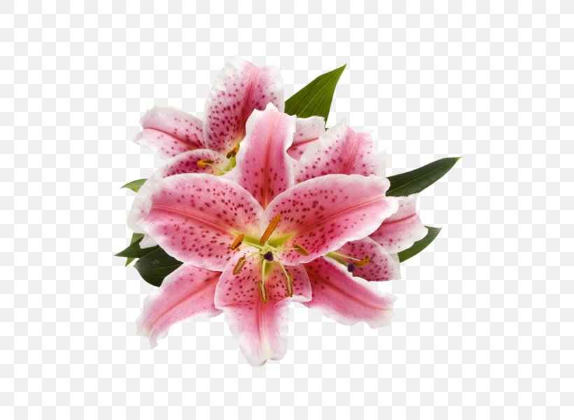 Lilium 'Stargazer' Cut Flowers Arum-lily Pink Flowers, PNG, 510x600px, Lilium Stargazer, Alamy, Alstroemeriaceae, Arumlily, Cut Flowers Download Free