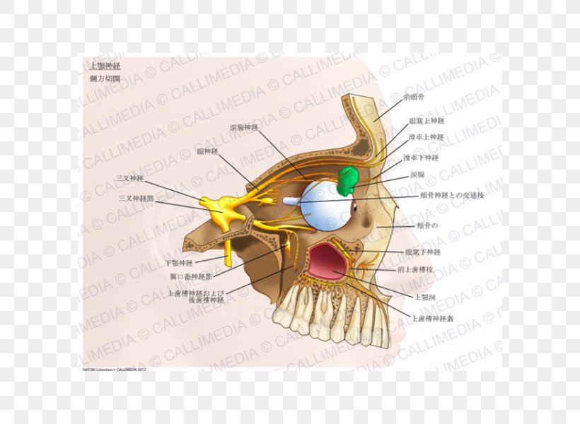 Maxillary Nerve Pterygopalatine Fossa Pterygopalatine Ganglion, PNG, 600x600px, Watercolor, Cartoon, Flower, Frame, Heart Download Free