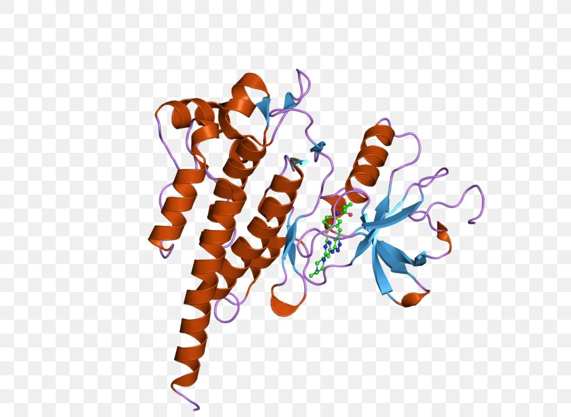 ABL2 Oncogene Enzyme, PNG, 800x600px, Abl, Art, Computer, Enzyme, Gene Download Free