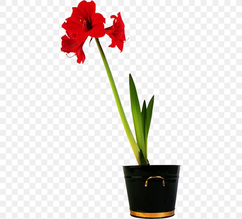Amaryllis Flowerpot, PNG, 410x742px, Amaryllis, Amaryllis Belladonna, Amaryllis Family, Cactaceae, Cattleya Download Free