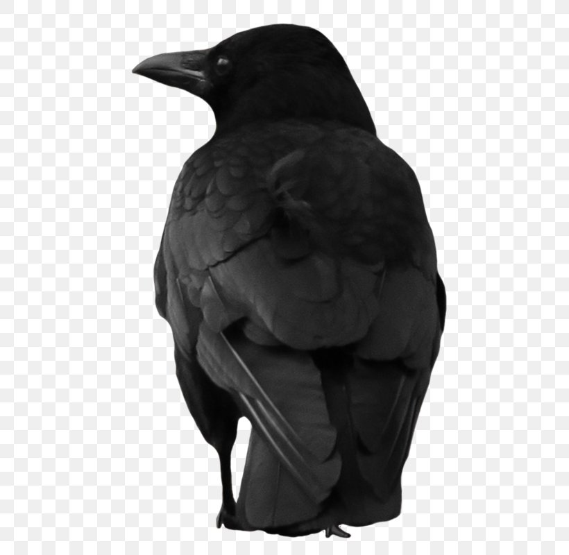 American Crow New Caledonian Crow Rook, PNG, 600x800px, American Crow, Beak, Bird, Black And White, Collecting Download Free
