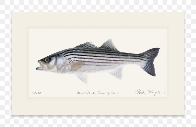 Fishing Baits & Lures Striped Bass Fly Fishing, PNG, 1023x664px, Fishing, Atlantic Croaker, Bass, Brand, Drums Download Free