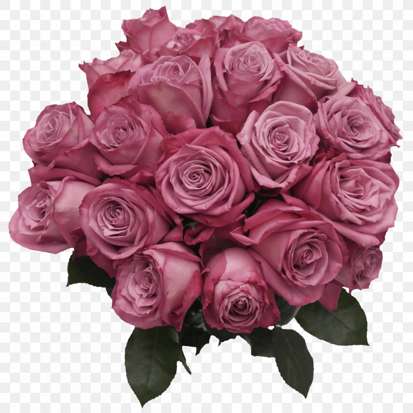 Garden Roses, PNG, 1000x1000px, Garden Roses, Beige, Cabbage Rose, Cut Flowers, Floral Design Download Free