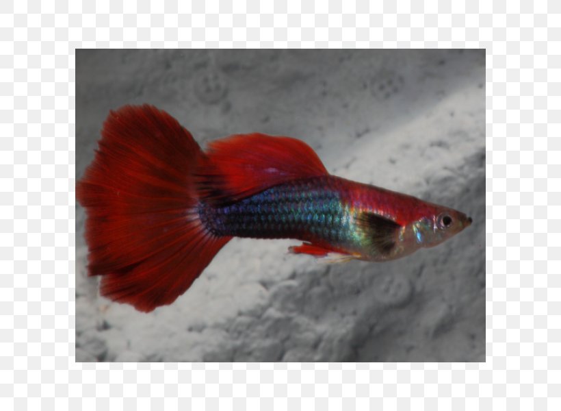 Guppy Endler's Livebearer Aquarium Fantail Fish, PNG, 600x600px, Guppy, Animal Breeding, Aquarium, Breed, Fantail Download Free