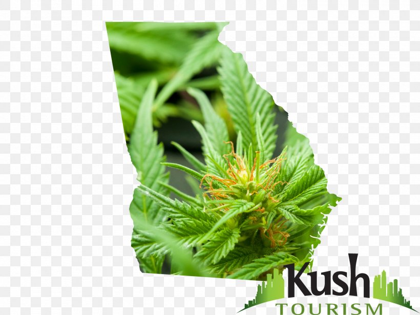 Hash, Marihuana & Hemp Museum Medical Cannabis Hemp Oil, PNG, 1500x1125px, Hemp, Biodiesel, Cannabis, Cannabis Smoking, Hash Marihuana Hemp Museum Download Free