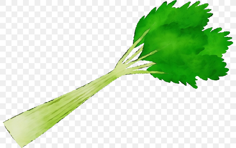 Leaf Plant Stem Leaf Vegetable Gardening Leaf Celery, PNG, 800x516px, Watercolor, Beefsteak Plant, Budi Daya, Celery, Gardening Download Free