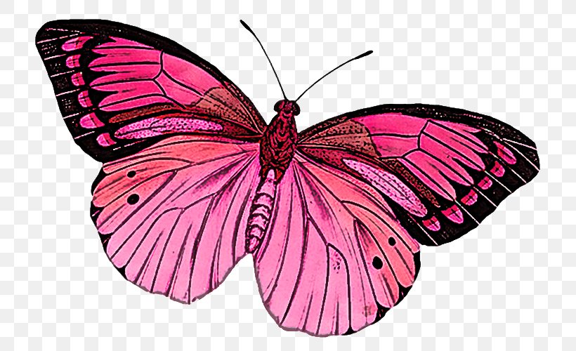 Moths And Butterflies Butterfly Insect Pink Pollinator, PNG, 750x500px, Moths And Butterflies, Brushfooted Butterfly, Butterfly, Insect, Magenta Download Free