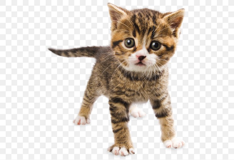 Dragon Li Kitten American Wirehair California Spangled American Shorthair, PNG, 500x561px, Dragon Li, American Shorthair, American Wirehair, Asian, California Spangled Download Free