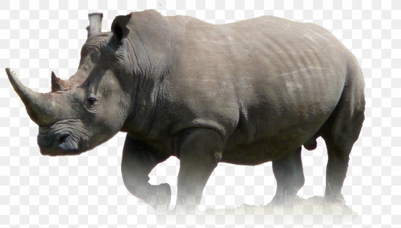Javan Rhinoceros Animal Wildlife Lion, PNG, 1188x678px, Rhinoceros, Animal, Black Rhinoceros, Cattle Like Mammal, Elephant Download Free