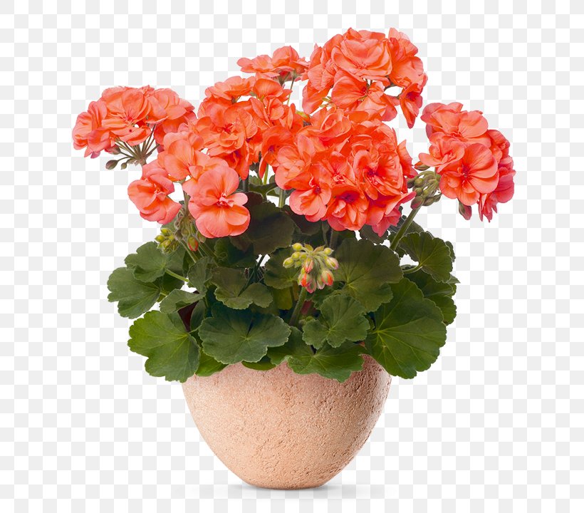 Geraniums Flowering Pot Plants Flowerpot, PNG, 668x720px, Geraniums, Annual Plant, Begonia, Cut Flowers, Cutting Download Free